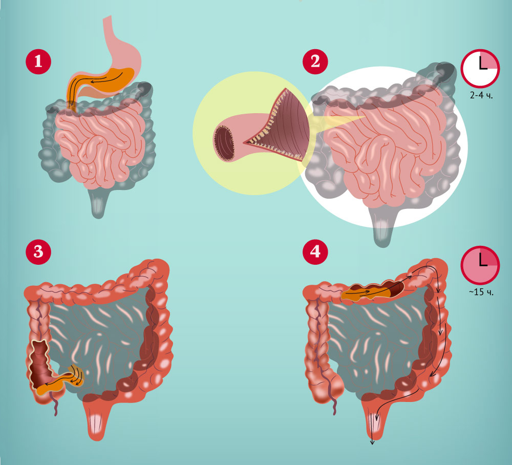 Быстрый кишечник. Загрязненный кишечник. Чистый и грязный кишечник. Размер кишечника у человека. Зашлакованный кишечник.