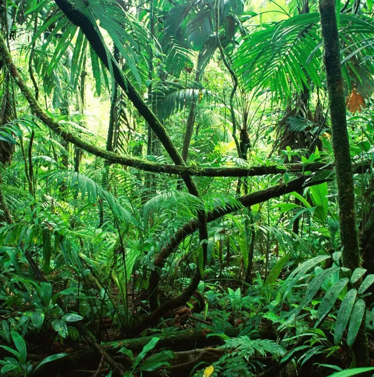 rainforest