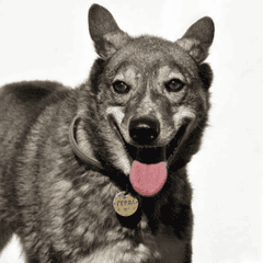 Собака Герда