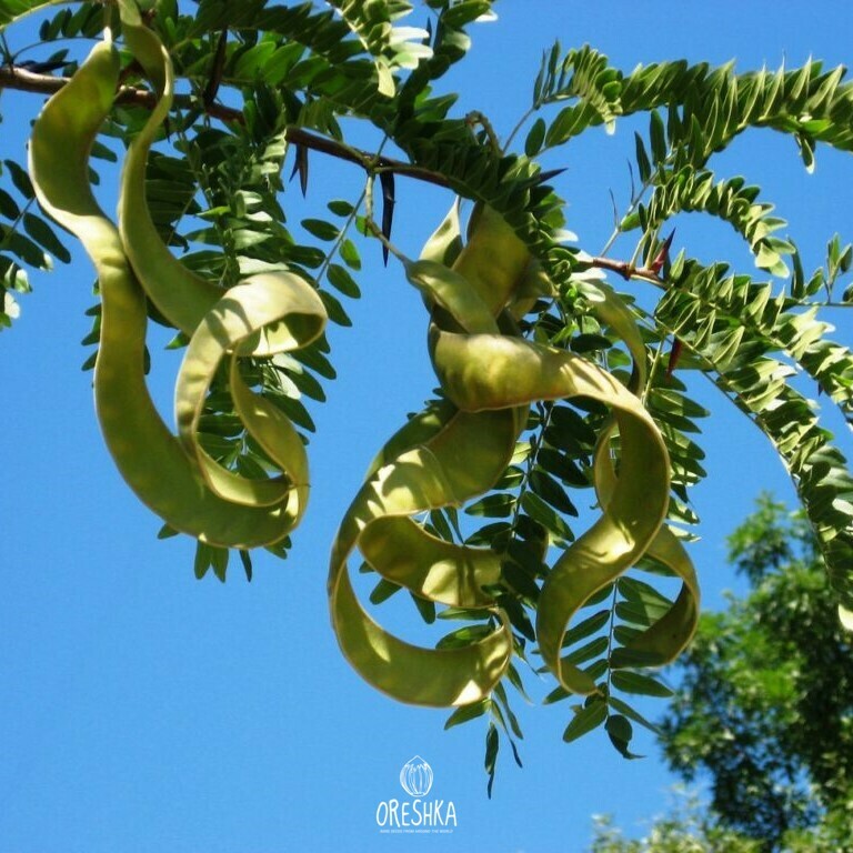 Seeds of three-thorned acacia (Gleditsia triacanthos) — 10 pcs