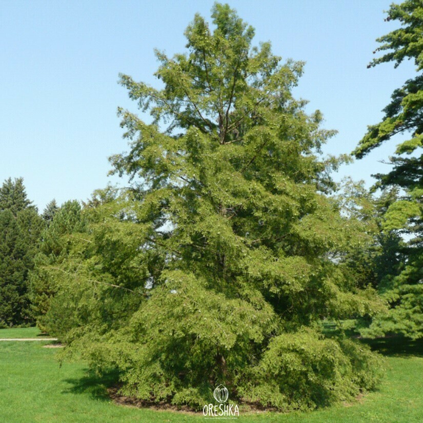 Seeds of Bald Cypress (Taxodium distichum) — 15 pcs