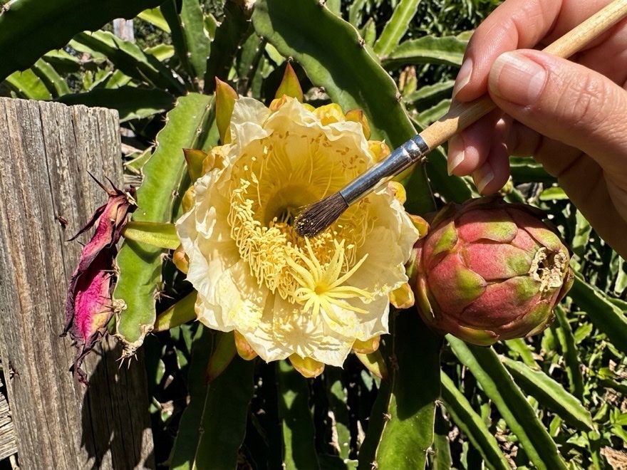 How to Hand Pollinate Dragon Fruit and Get Fruit to Set