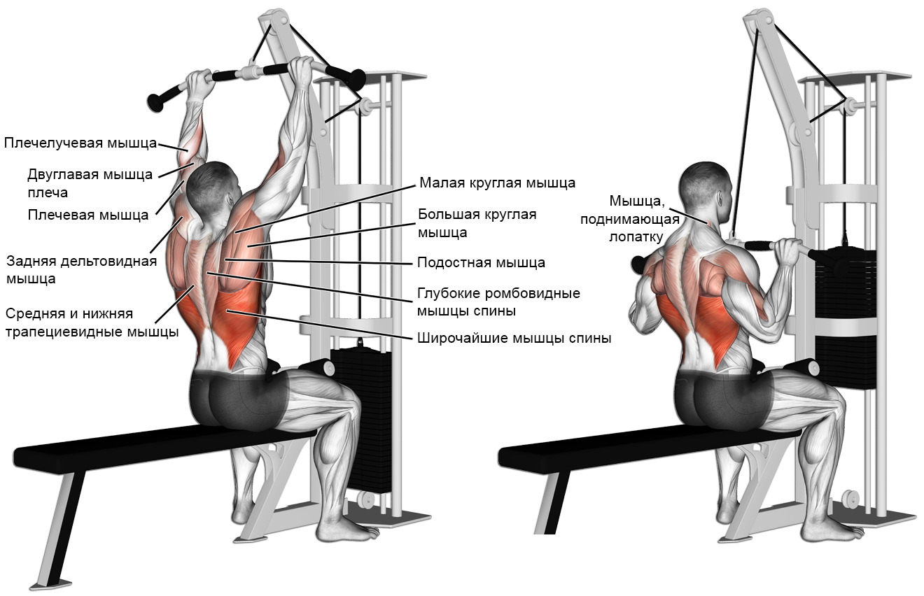 Мышцы, задействованные в упражнении 