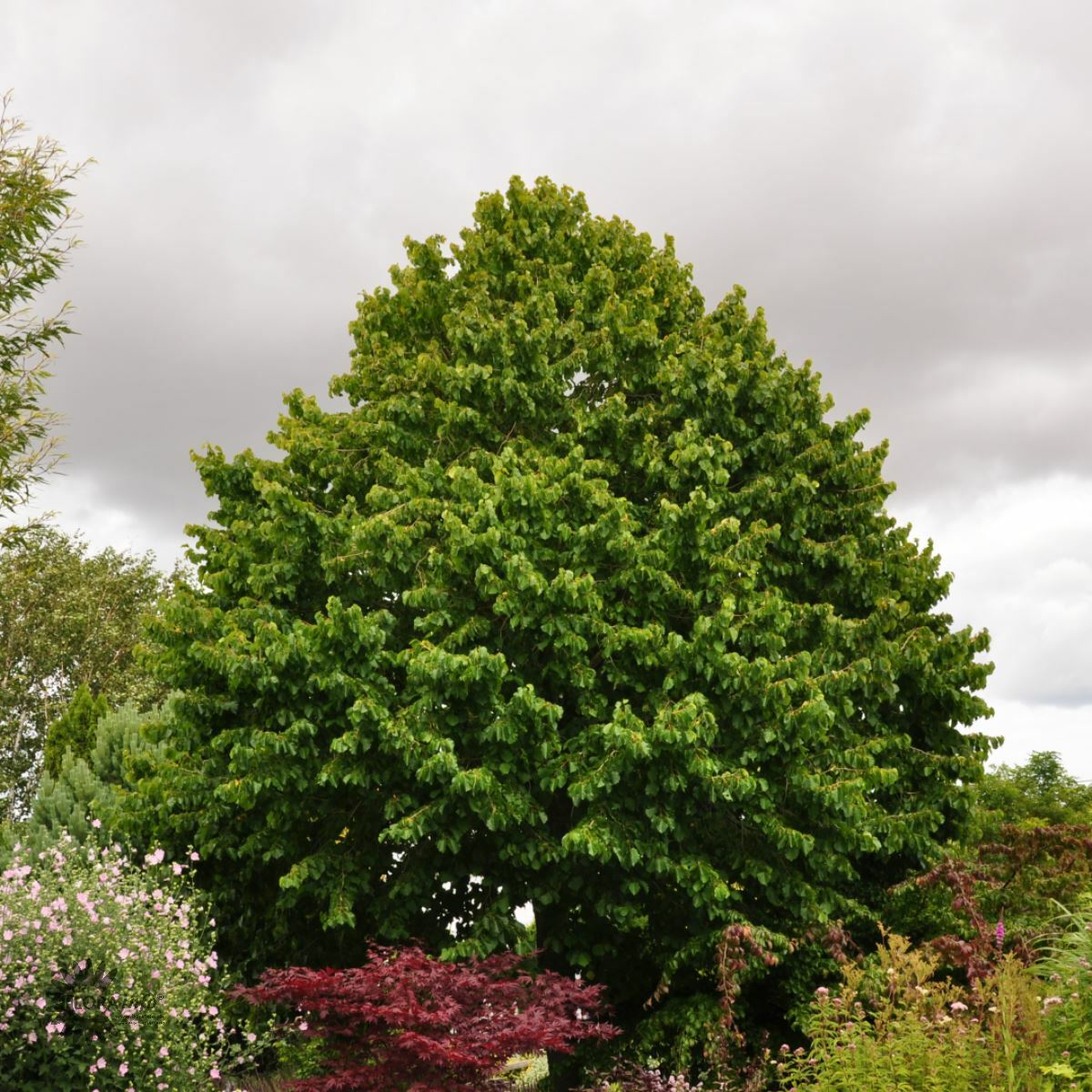 Лещина древовидная, Медвежий орех Corylus colurna