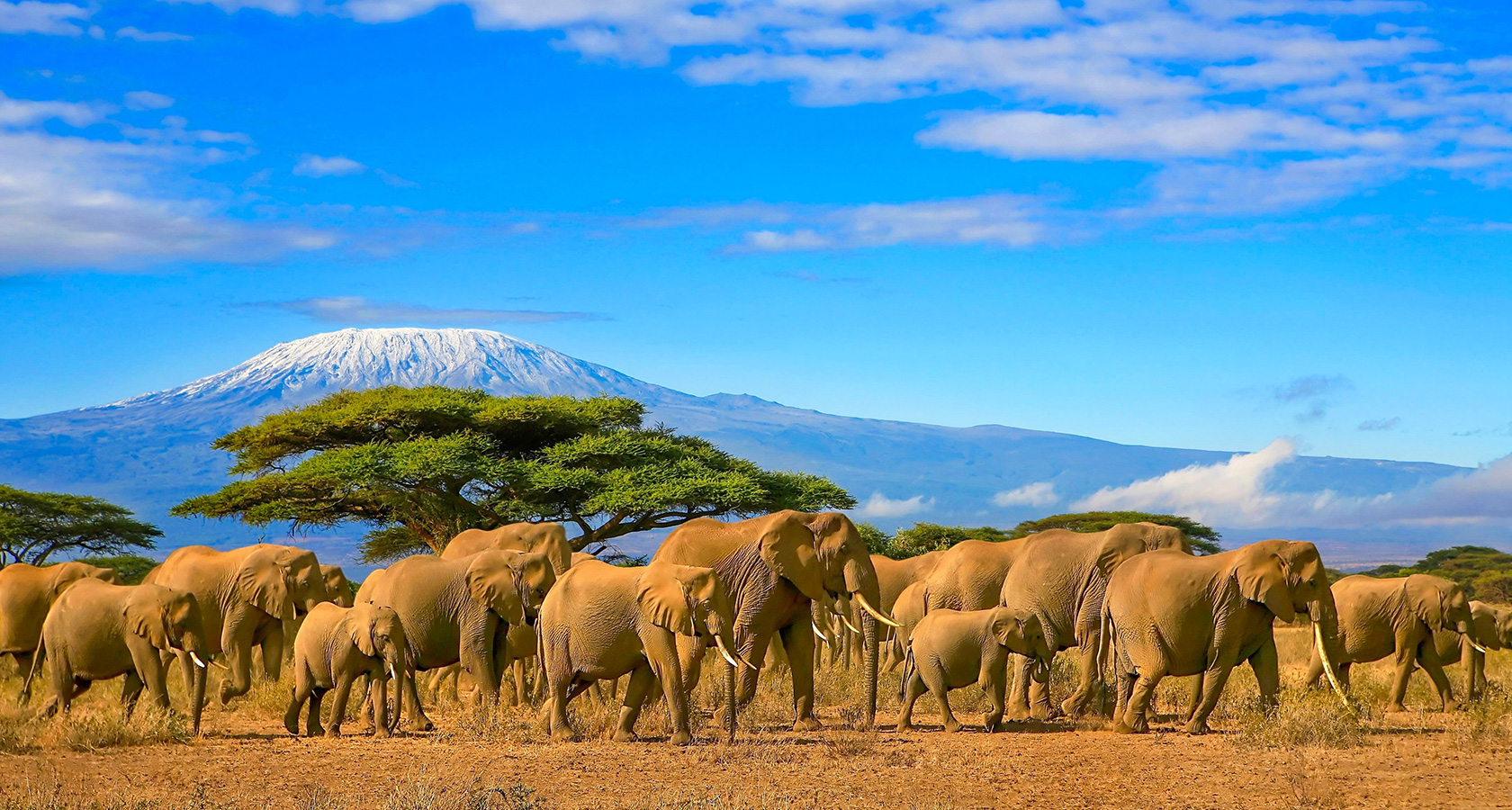Национальный парк Килиманджаро в Танзании сафари