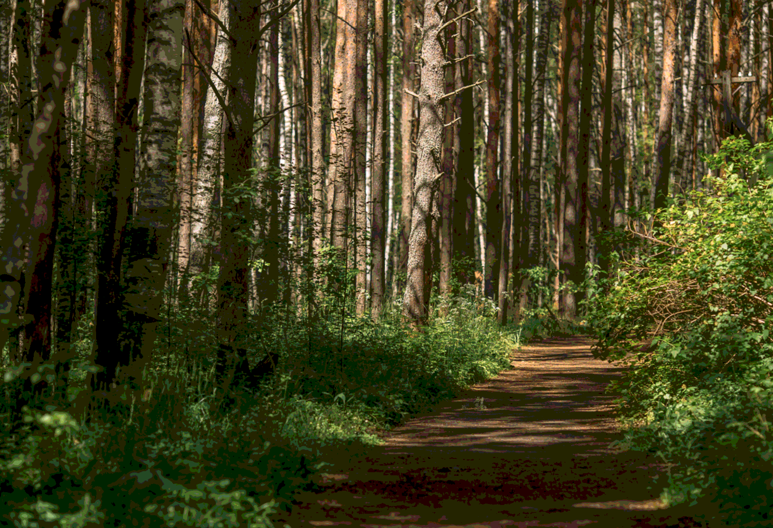 малые соли парк. малые соли парк. поселок при профилактории строитель. малые соли парк ярославль коттеджный. ярославская обл, некрасовский р-н, село малые соли.