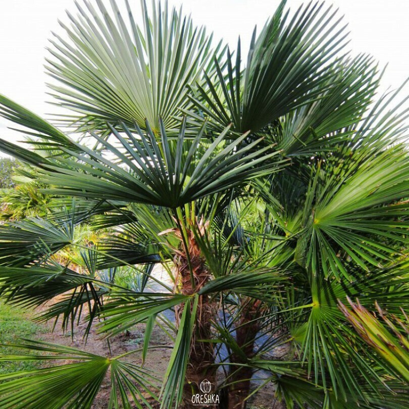 Seeds of Trachycarpus palm (Trachycarpus) — 5 pcs