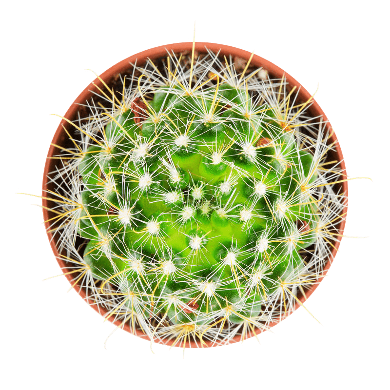 Kaktus.pro создание и продвижение сайтов