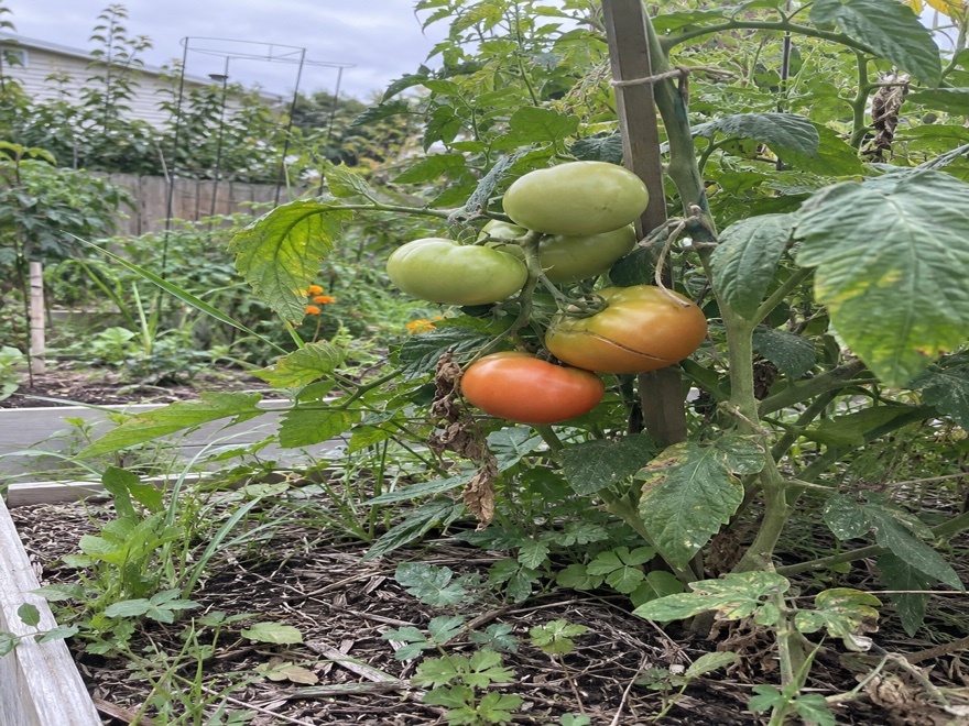 Tomato plant with ripening fruit and morning dew in late summer