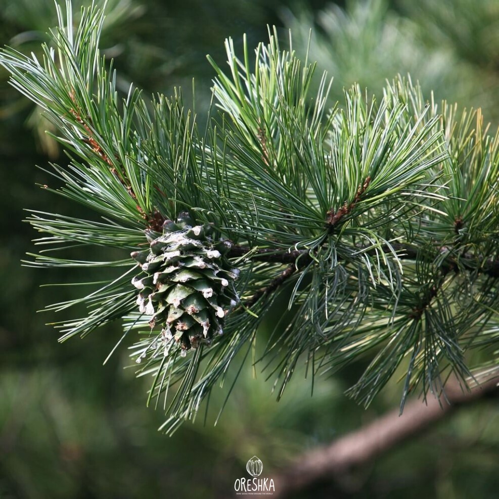 Pinus koraiensis Jilin