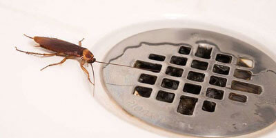 Травля тараканов в квартире службой СЭС