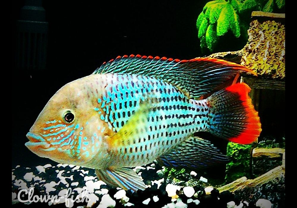 Акара - Бирюзовая