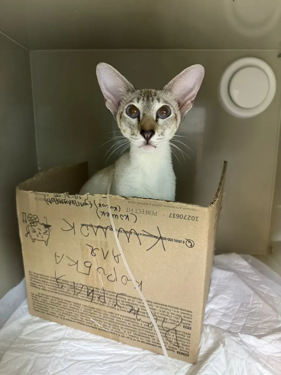 Кошка в картонной коробке-домике в боксе стационара