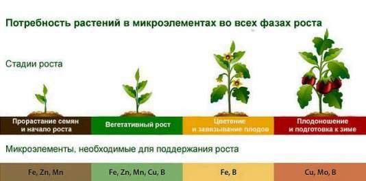 микроэлементы для растений, питание растений, подкормки в саду