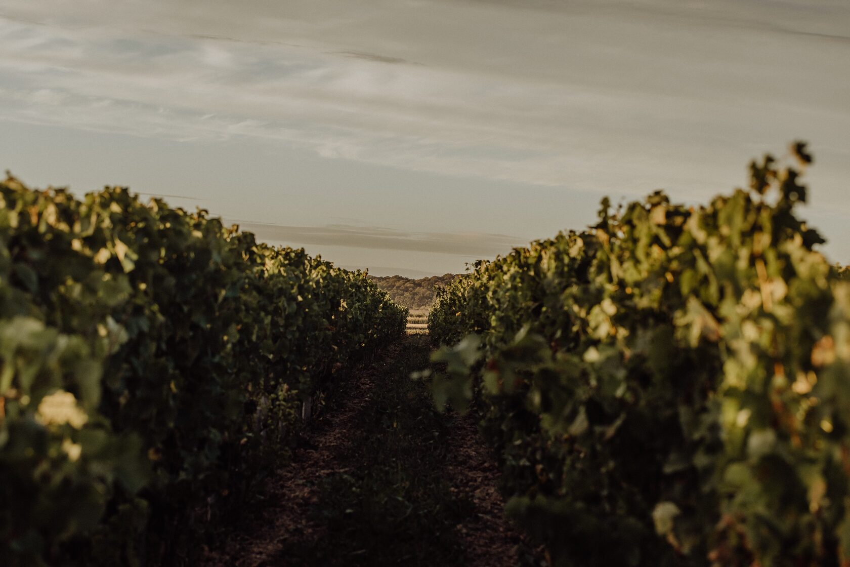 DOMAINE LA BOUCHE DU ROI Vignoble sur la Plaine de Versailles