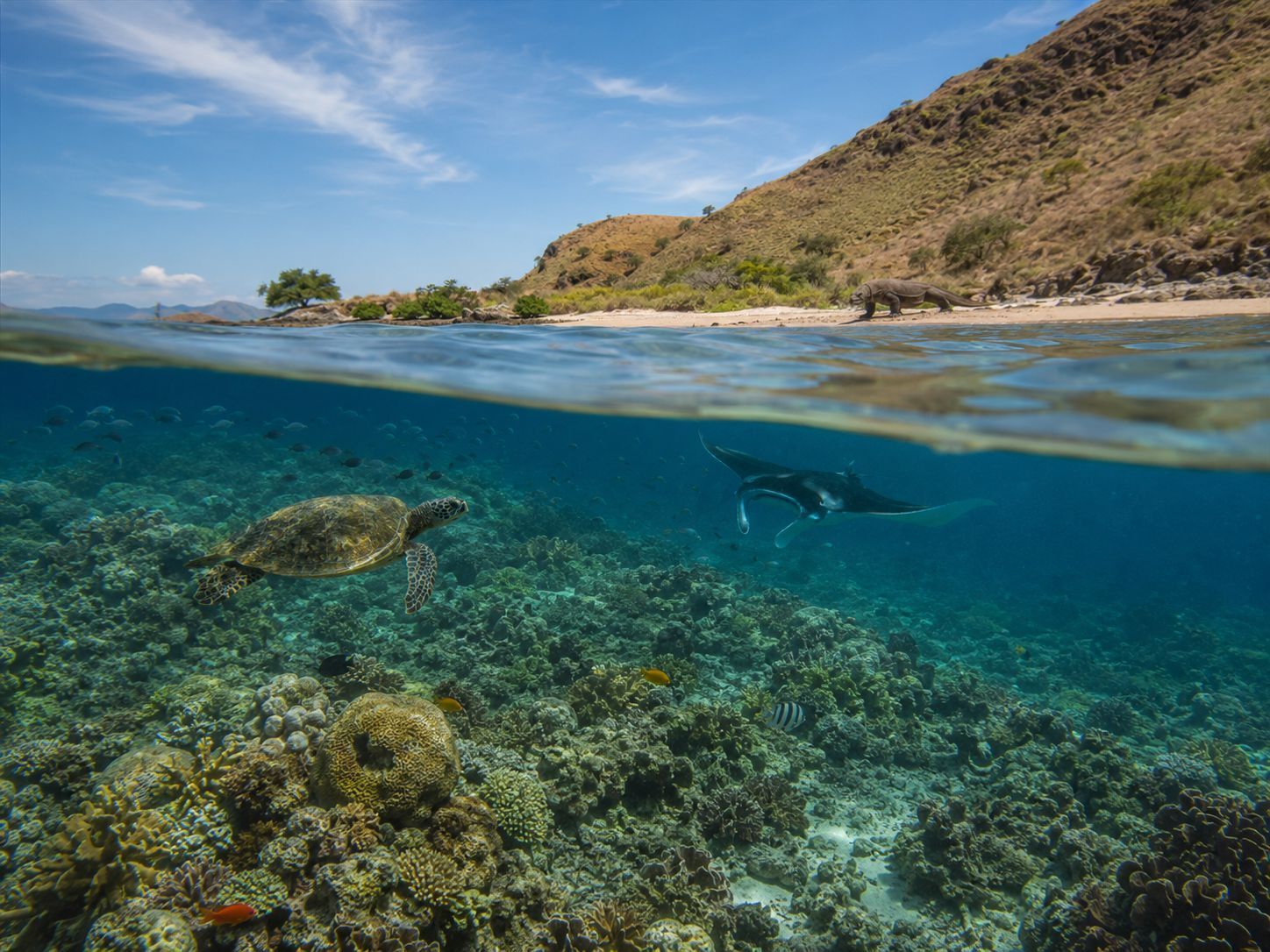 Ekosistem darat dan laut Pulau Komodo