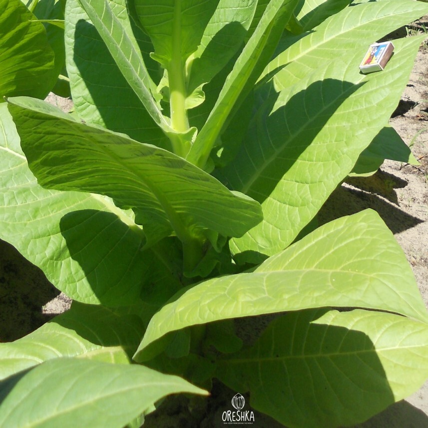 Seeds of Tobacco Shirey (Nicotiana tabacum) — 300 pcs