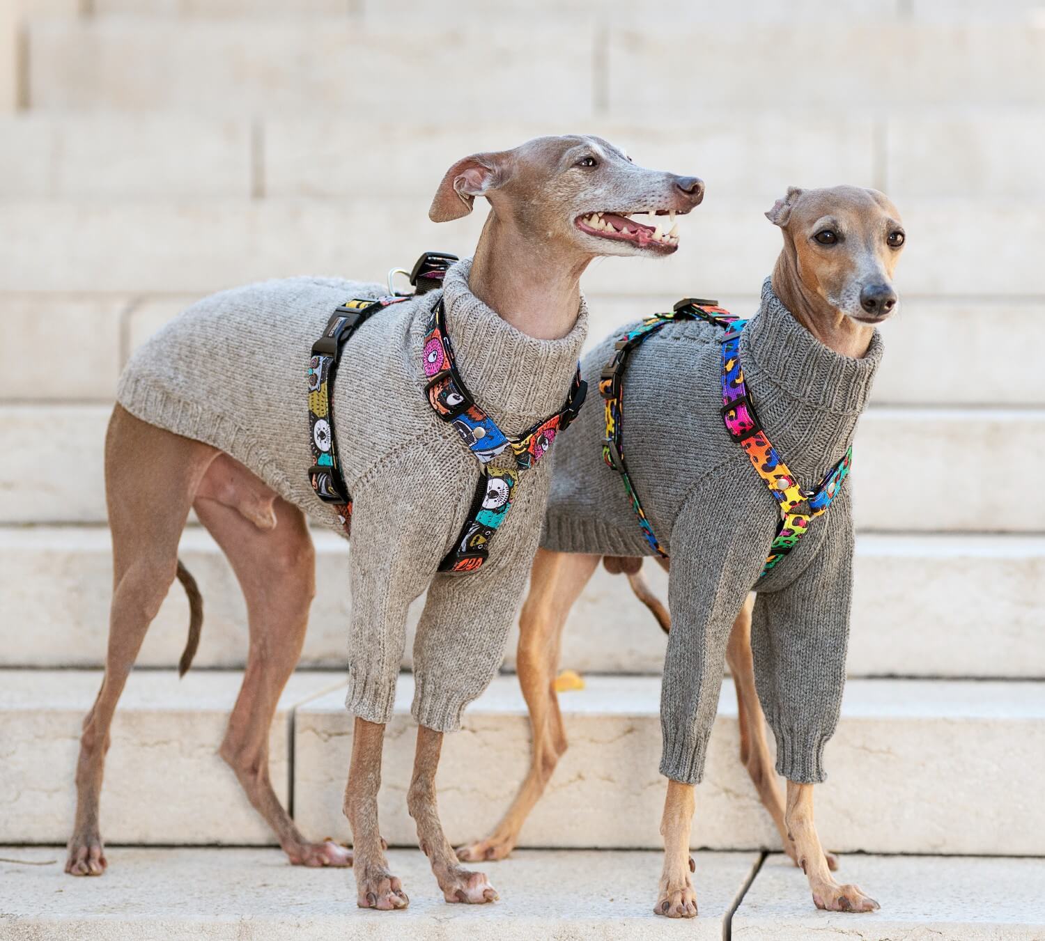 Ошейники-мартингейл Догохоликс