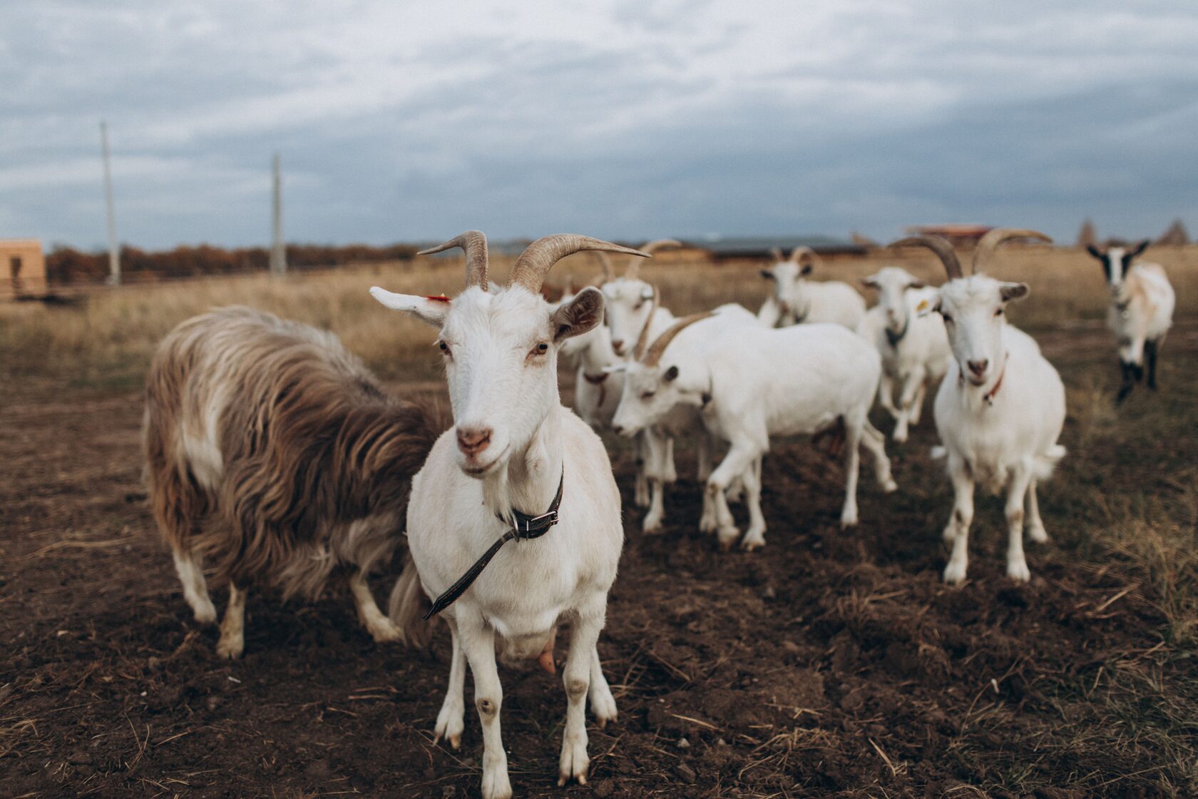 Ферма вилладж воронеж. Farm Village Воронеж.