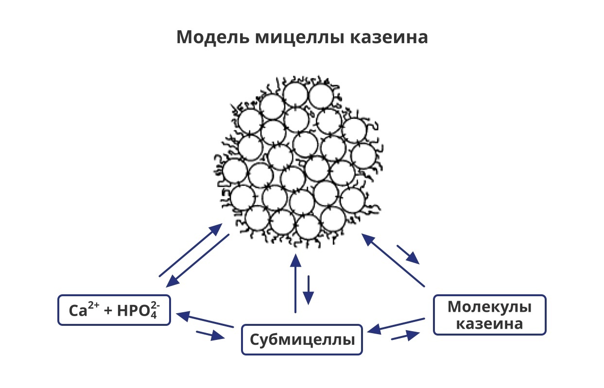 Особенности питания дойной коровы: как химический состав коровьего молока  (содержание белков, жиров, углеводов, витаминов, минералов) и плотность  зависят от рациона кормления КРС молочного направления