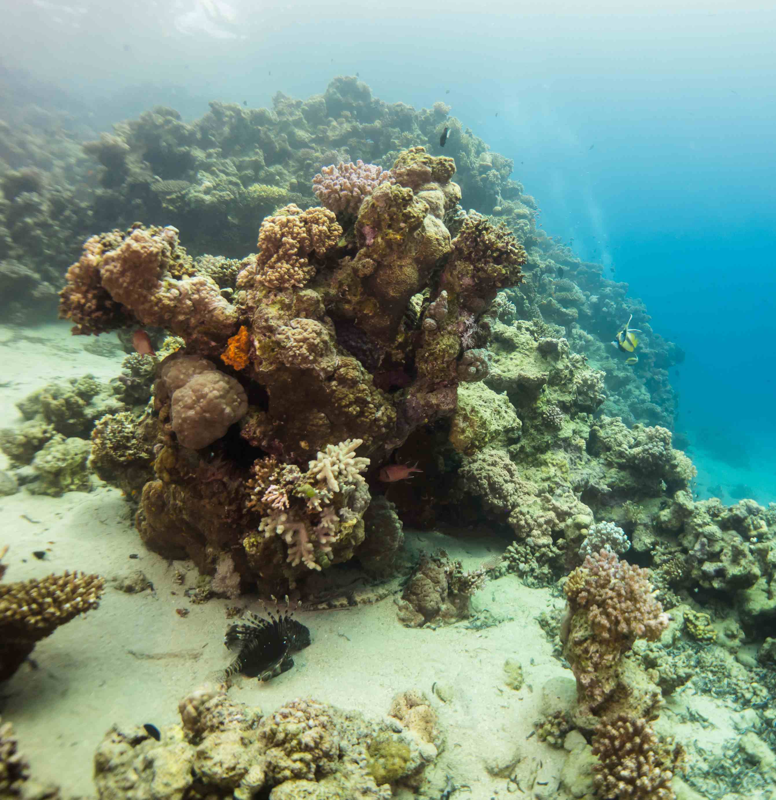 Дайвинг в Красном море Египет