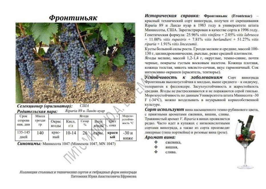 Виноград фронтиньяк гри описание сорта фото отзывы Виноград фронтиньяк гри описание сорта фото отзывы