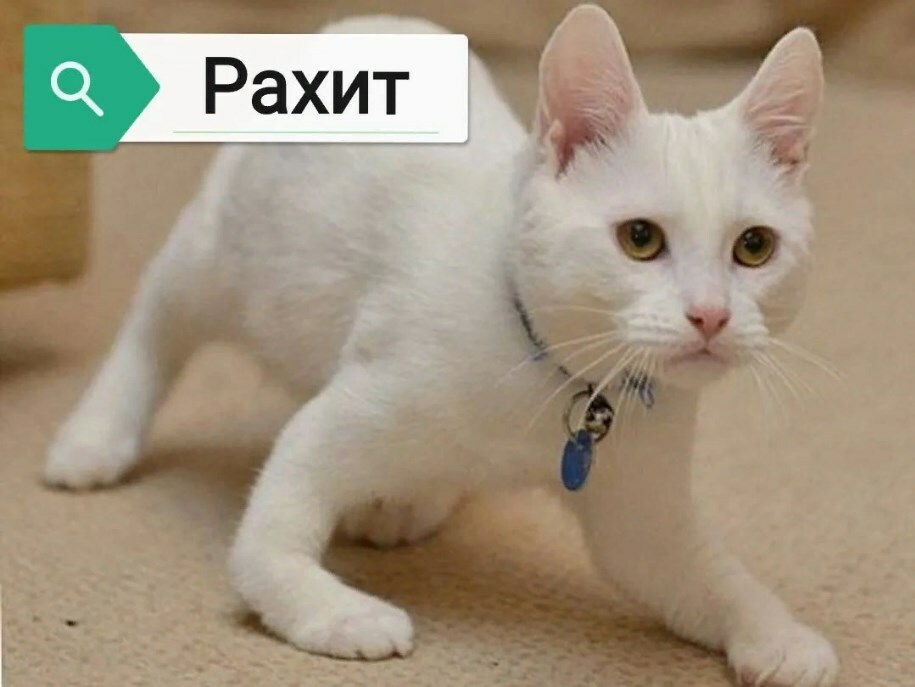 Рахит у котят