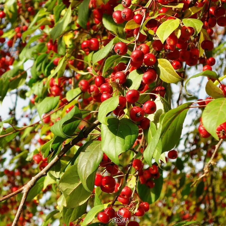 Яблоня Ягодная - Malus baccata (l.) Borkh.