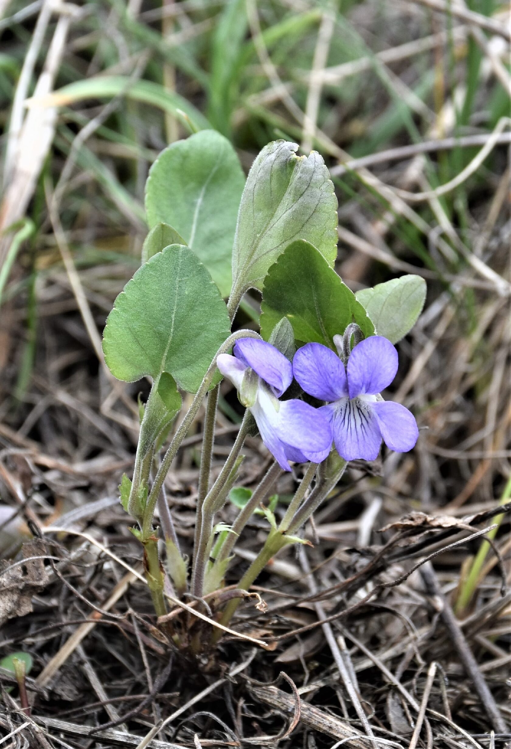Viola rupestris F.W. Schmidt (V. arenaria DC.) – Фиалка скальная