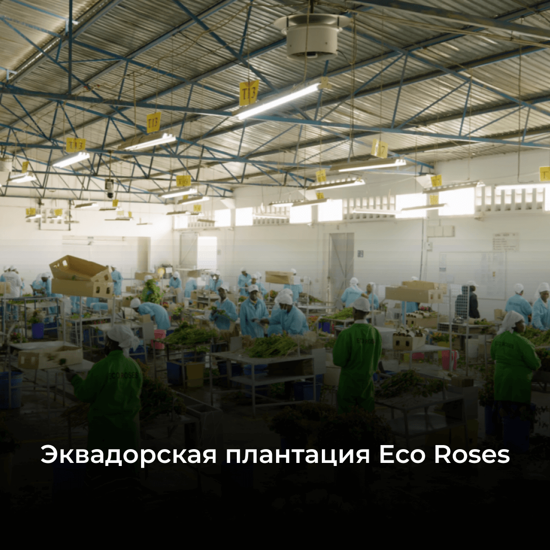Плантация Eco Roses: одна из лучших ферм Эквадора с потрясающими розами