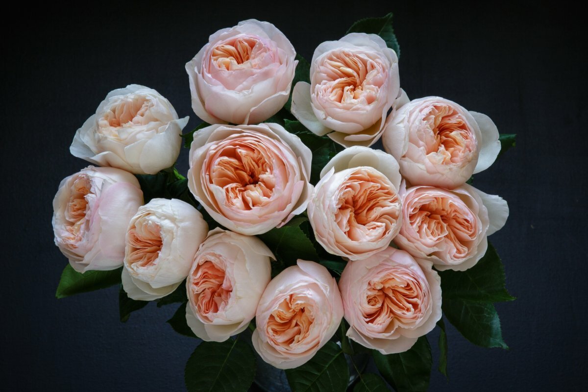 3. Самый дорогой сорт роз оценивается в более чем 15,8 млн. долларов