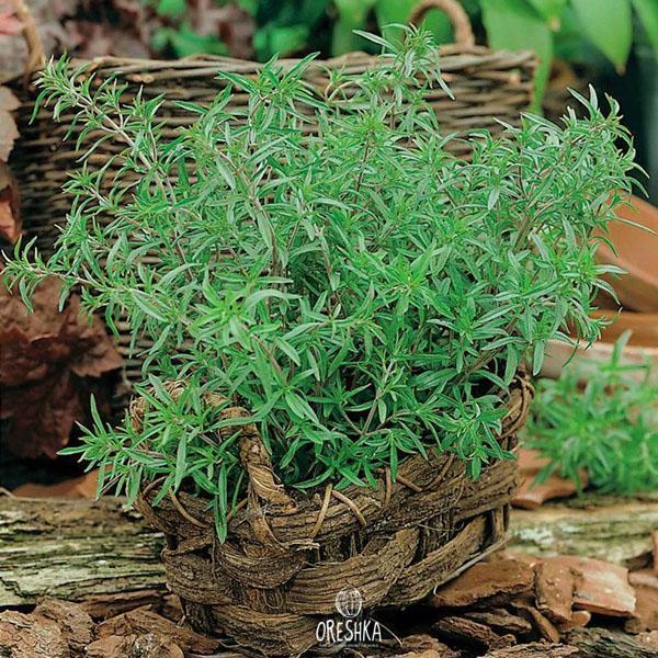 Seeds of Summer savory (Satureja hortensis) — 100 pcs