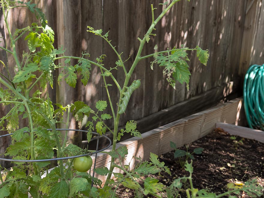 Tomato hornworm and chewed leaves on a backyard tomato plant