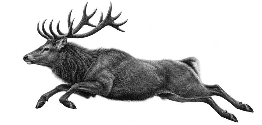 Благородный олень — Cervus elaphus