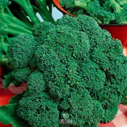 Seeds of Broccoli Linda (brassica oleracea var. cymosa 'linda') — 30 pcs