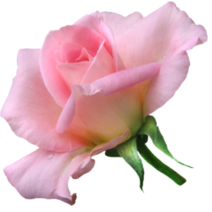 Вода в составе бобрового мускуса