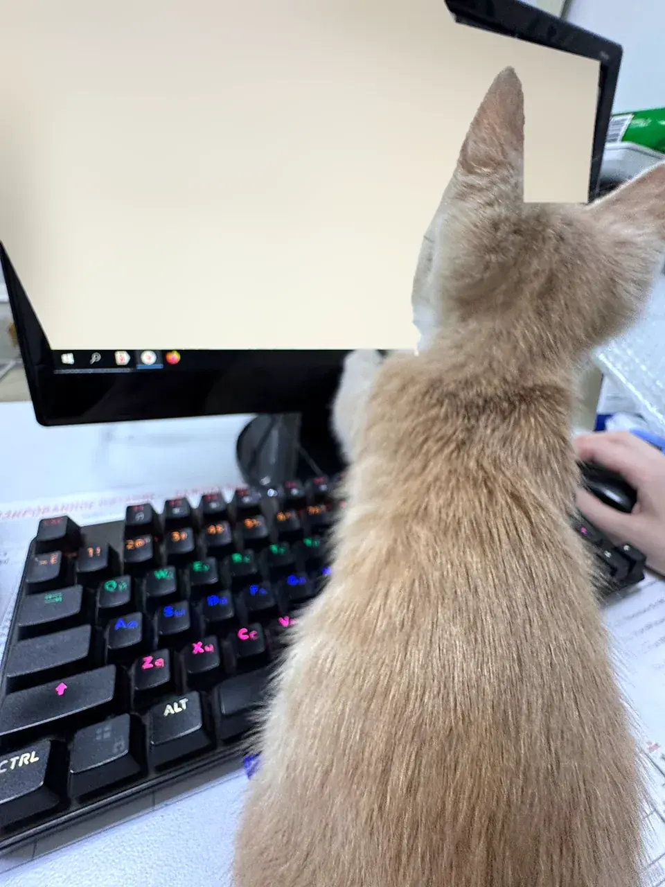 Рыжий котёнок сидит у компьютера на ресепшне