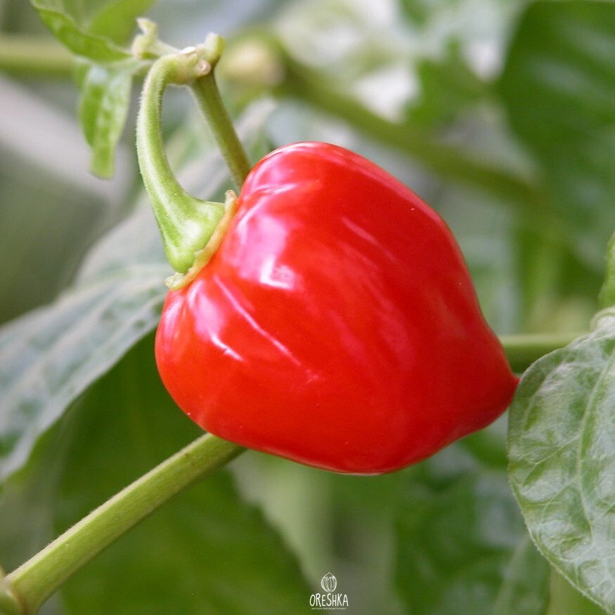 Seeds of Hot pepper Habanero Red Savina (Capsicum) — 5 pcs