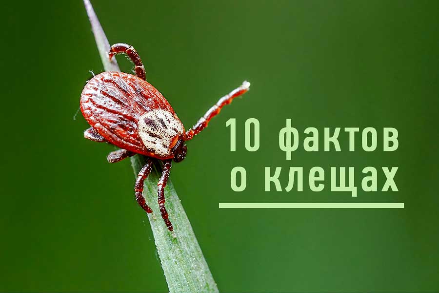 10 ФАКТОВ О КЛЕЩАХ