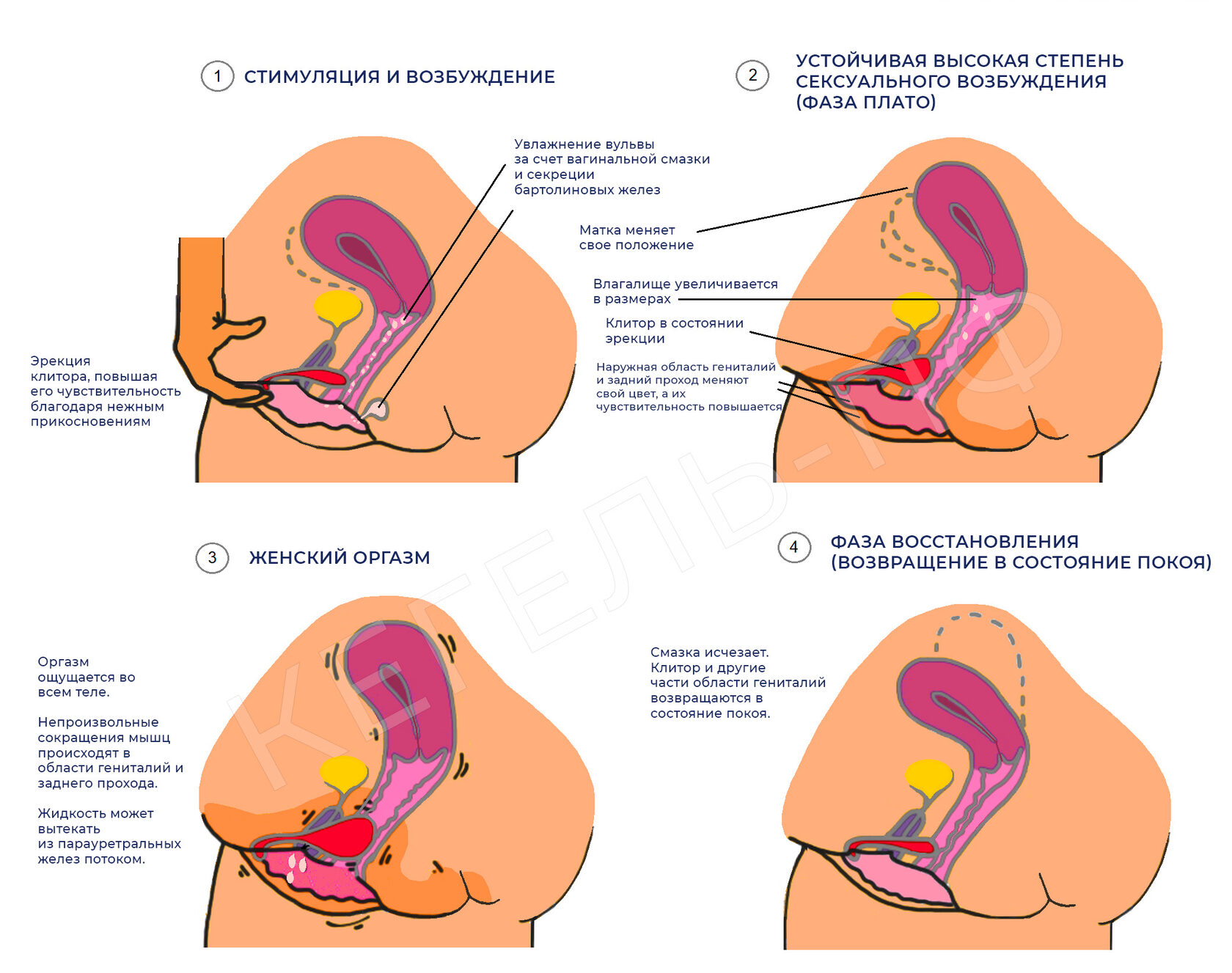 планирование беременности и оргазм фото 57