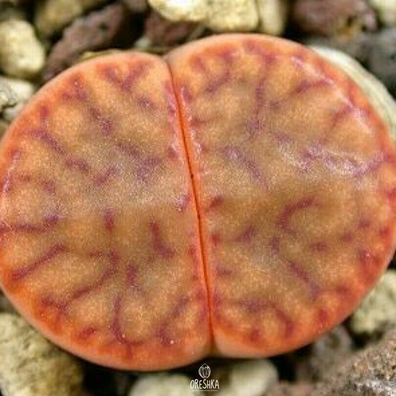 Seeds of Succulent Lithops bromfieldii C 348 (Lithops bromfieldii C 348) — 10 pcs