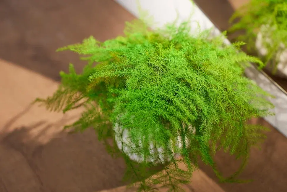 Asparagus sp.