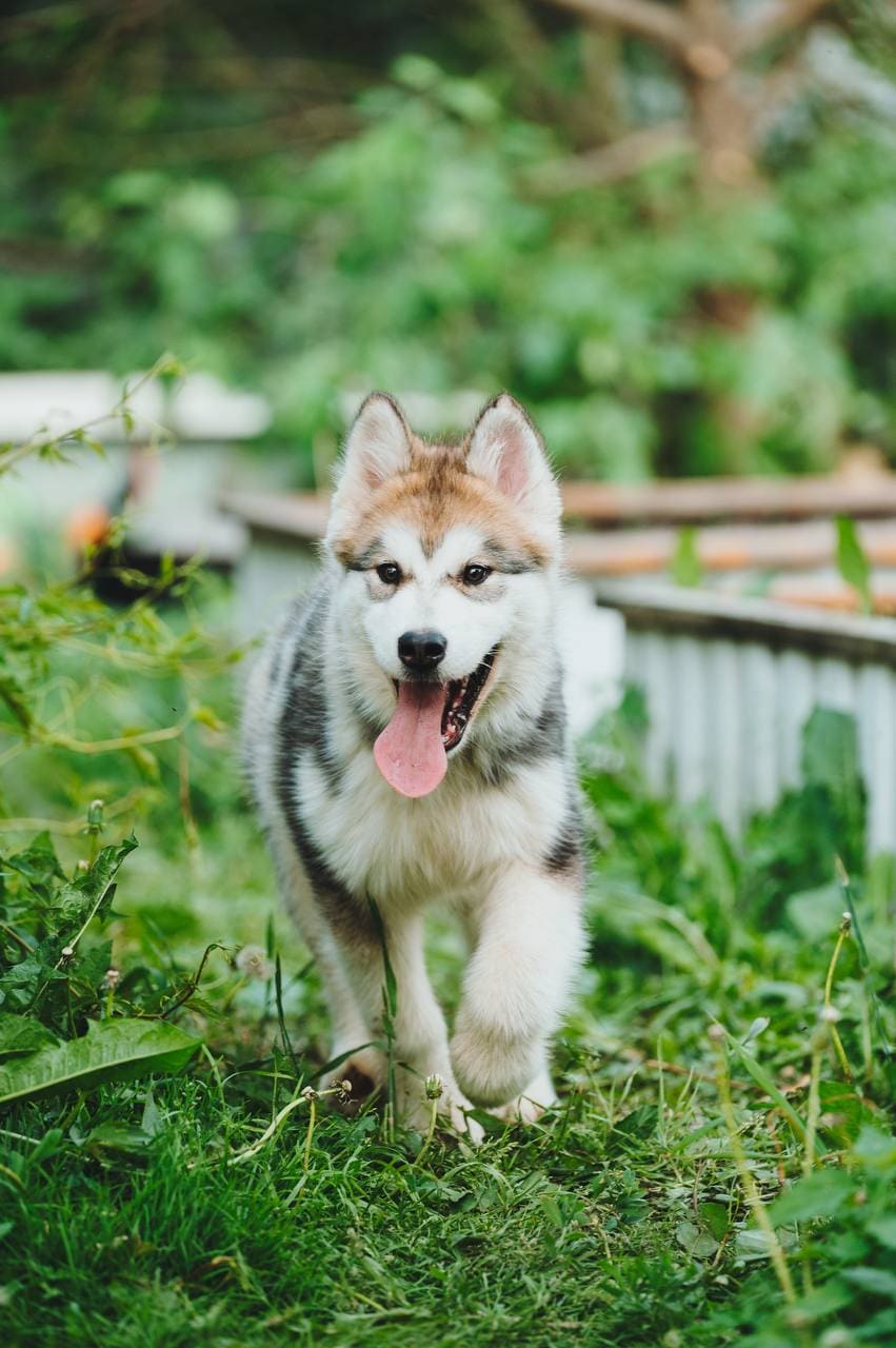 Nord Imperial Rising Star — gray-white female puppy running in grass