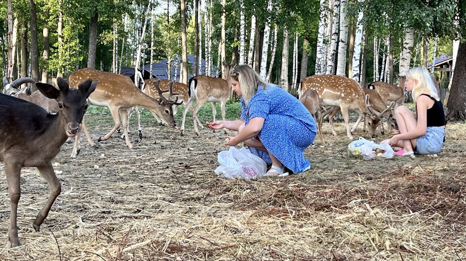 Эко - парк с пятнистыми европейскими ланями в Земляникино