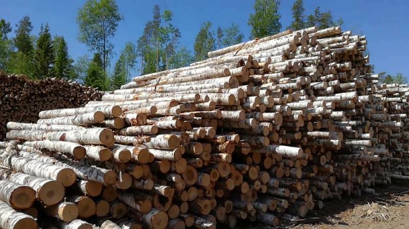 Фанкряж березовый. Фанкряж. Береза фанкряж удмуртии. Кряж что это в древесине. Осина фанкряжа кругляка пиловочника.