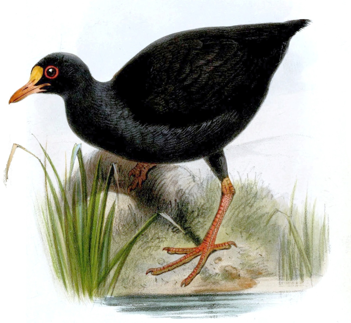 Самоанская камышница (Gallinula pacifica)