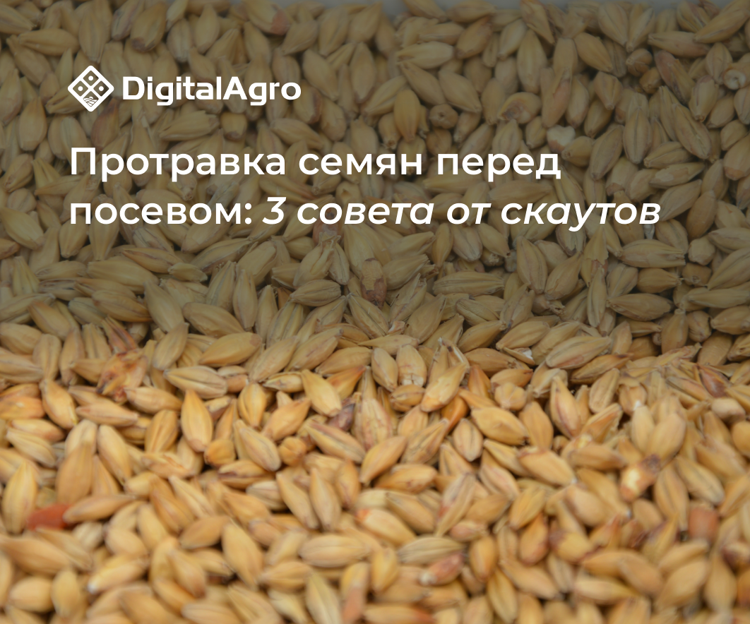 Протравка семян перед посевом — контроль качества посева зерновых культур  путём протравливания