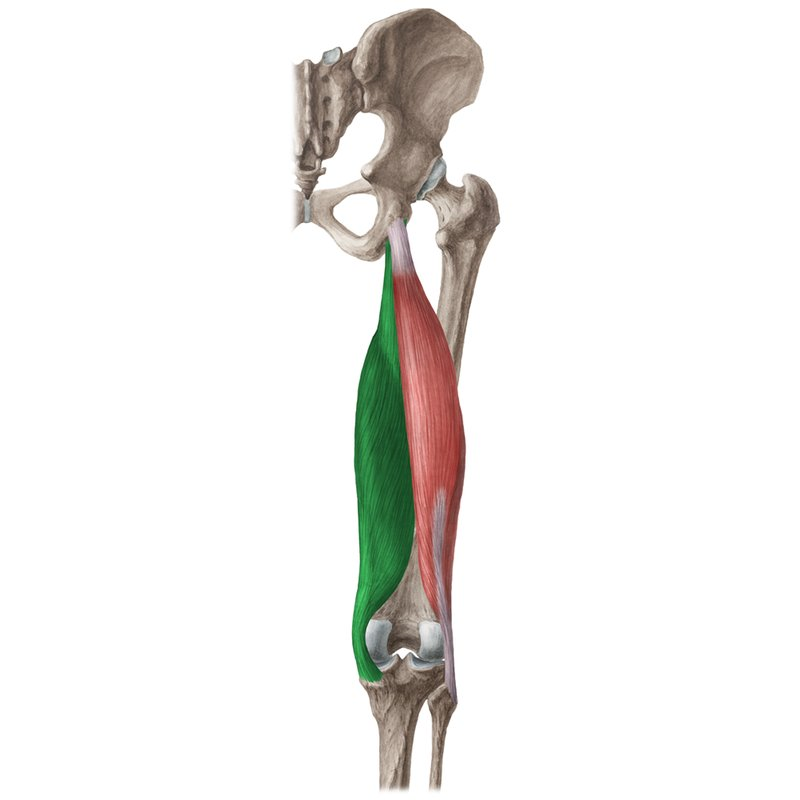 Musculus semimembranosus. Semitendinosus мышца. Полусухожильная мышца - m. semitendinosus у животных. Musculus biceps femoris.