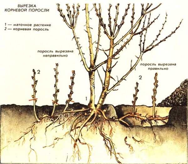 Размножение вишни корневой порослью