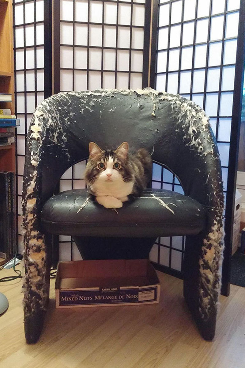 Кот подрал кресло